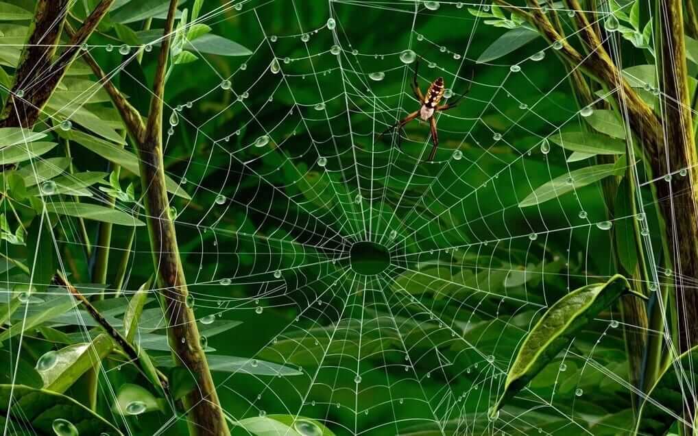 Обережно павуки! детская больница запорожье КНП «Міська дитяча лікарня №5» ЗМР – це єдина у місті Запоріжжі багатопрофільна дитяча лікарня, де сконцентровано всі види надання спеціалізованої медичної допомоги дитячому населенню: стаціонарної, консультативної амбулаторно-поліклінічної та виїзної для інтенсивної терапії новонародженим.