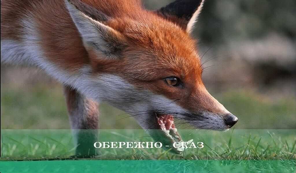 Сказ – це смертельно небезпечно! детская больница запорожье КНП «Міська дитяча лікарня №5» ЗМР – це єдина у місті Запоріжжі багатопрофільна дитяча лікарня, де сконцентровано всі види надання спеціалізованої медичної допомоги дитячому населенню: стаціонарної, консультативної амбулаторно-поліклінічної та виїзної для інтенсивної терапії новонародженим.