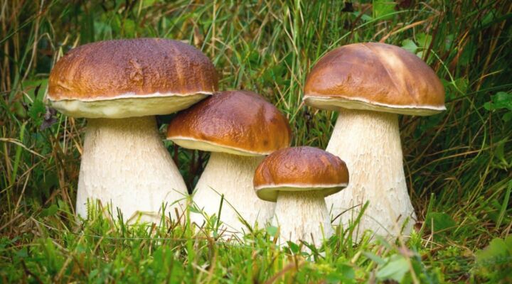 Небезпечні гриби: що варто знати детская больница запорожье КНП «Міська дитяча лікарня №5» ЗМР – це єдина у місті Запоріжжі багатопрофільна дитяча лікарня, де сконцентровано всі види надання спеціалізованої медичної допомоги дитячому населенню: стаціонарної, консультативної амбулаторно-поліклінічної та виїзної для інтенсивної терапії новонародженим.