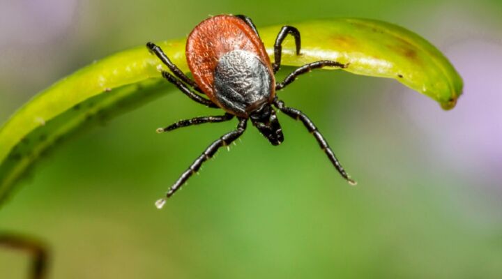 Обережно, кліщі: як захиститися детская больница запорожье КНП «Міська дитяча лікарня №5» ЗМР – це єдина у місті Запоріжжі багатопрофільна дитяча лікарня, де сконцентровано всі види надання спеціалізованої медичної допомоги дитячому населенню: стаціонарної, консультативної амбулаторно-поліклінічної та виїзної для інтенсивної терапії новонародженим.