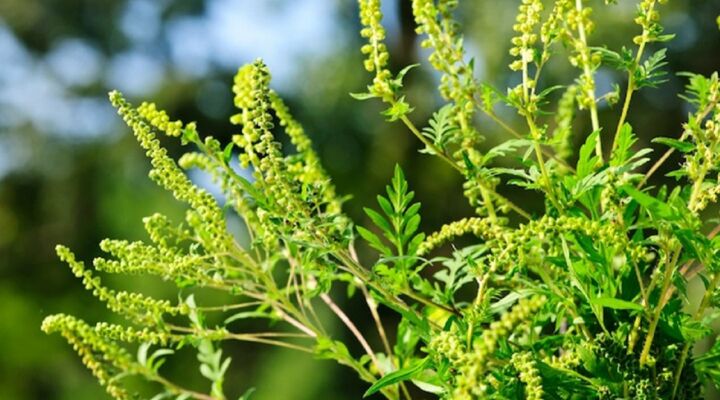 Пам’ятка по впровадженню методів боротьби з карантинними рослинами на території міста детская больница запорожье КНП «Міська дитяча лікарня №5» ЗМР – це єдина у місті Запоріжжі багатопрофільна дитяча лікарня, де сконцентровано всі види надання спеціалізованої медичної допомоги дитячому населенню: стаціонарної, консультативної амбулаторно-поліклінічної та виїзної для інтенсивної терапії новонародженим.