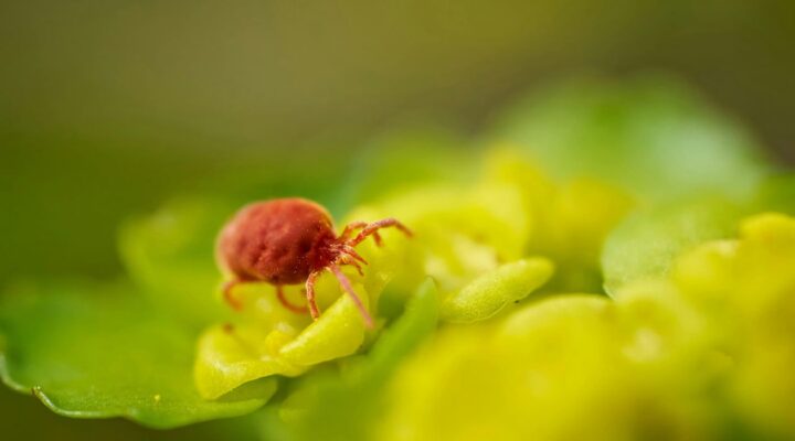 Один укус – серйозні наслідки: кліщі на прогулянці детская больница запорожье КНП «Міська дитяча лікарня №5» ЗМР – це єдина у місті Запоріжжі багатопрофільна дитяча лікарня, де сконцентровано всі види надання спеціалізованої медичної допомоги дитячому населенню: стаціонарної, консультативної амбулаторно-поліклінічної та виїзної для інтенсивної терапії новонародженим.