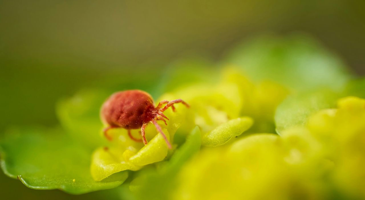 Один укус – серйозні наслідки: кліщі на прогулянці детская больница запорожье КНП «Міська дитяча лікарня №5» ЗМР – це єдина у місті Запоріжжі багатопрофільна дитяча лікарня, де сконцентровано всі види надання спеціалізованої медичної допомоги дитячому населенню: стаціонарної, консультативної амбулаторно-поліклінічної та виїзної для інтенсивної терапії новонародженим. Один укус – серйозні наслідки: кліщі на прогулянці детская больница запорожье КНП «Міська дитяча лікарня №5» ЗМР – це єдина у місті Запоріжжі багатопрофільна дитяча лікарня, де сконцентровано всі види надання спеціалізованої медичної допомоги дитячому населенню: стаціонарної, консультативної амбулаторно-поліклінічної та виїзної для інтенсивної терапії новонародженим.