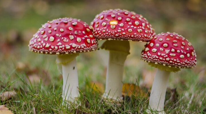 Важливо знати:пам'ятки з профілактики отруєння грибами та профілактики кліщового бореліозу детская больница запорожье КНП «Міська дитяча лікарня №5» ЗМР – це єдина у місті Запоріжжі багатопрофільна дитяча лікарня, де сконцентровано всі види надання спеціалізованої медичної допомоги дитячому населенню: стаціонарної, консультативної амбулаторно-поліклінічної та виїзної для інтенсивної терапії новонародженим.