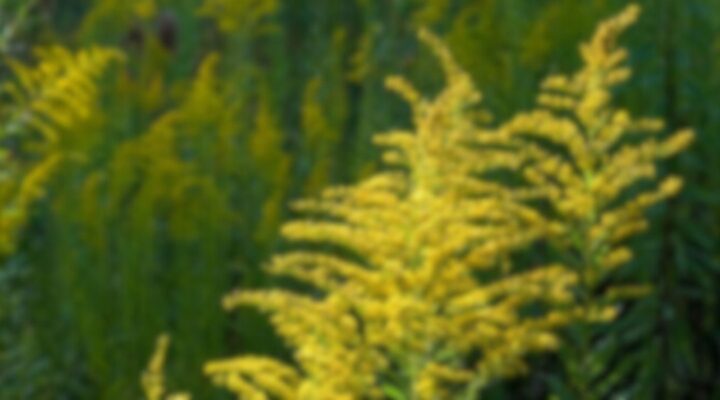 Сезонна алергія на амброзію: як проявляється? детская больница запорожье КНП «Міська дитяча лікарня №5» ЗМР – це єдина у місті Запоріжжі багатопрофільна дитяча лікарня, де сконцентровано всі види надання спеціалізованої медичної допомоги дитячому населенню: стаціонарної, консультативної амбулаторно-поліклінічної та виїзної для інтенсивної терапії новонародженим.